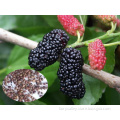 Fruit Tree Seeds Mulberry Tree Seeds For Growing